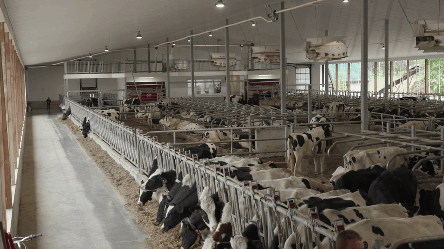 Livestock Feed