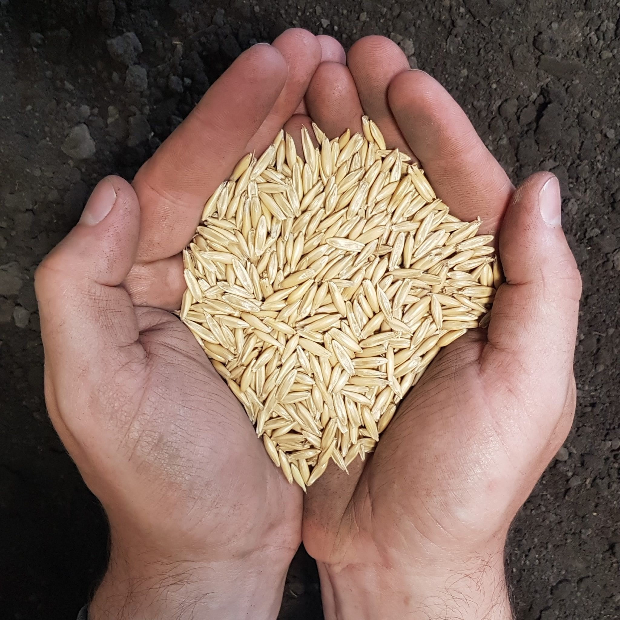 Seed